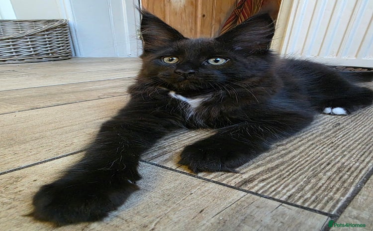 Maine Coon cats - Advert 1