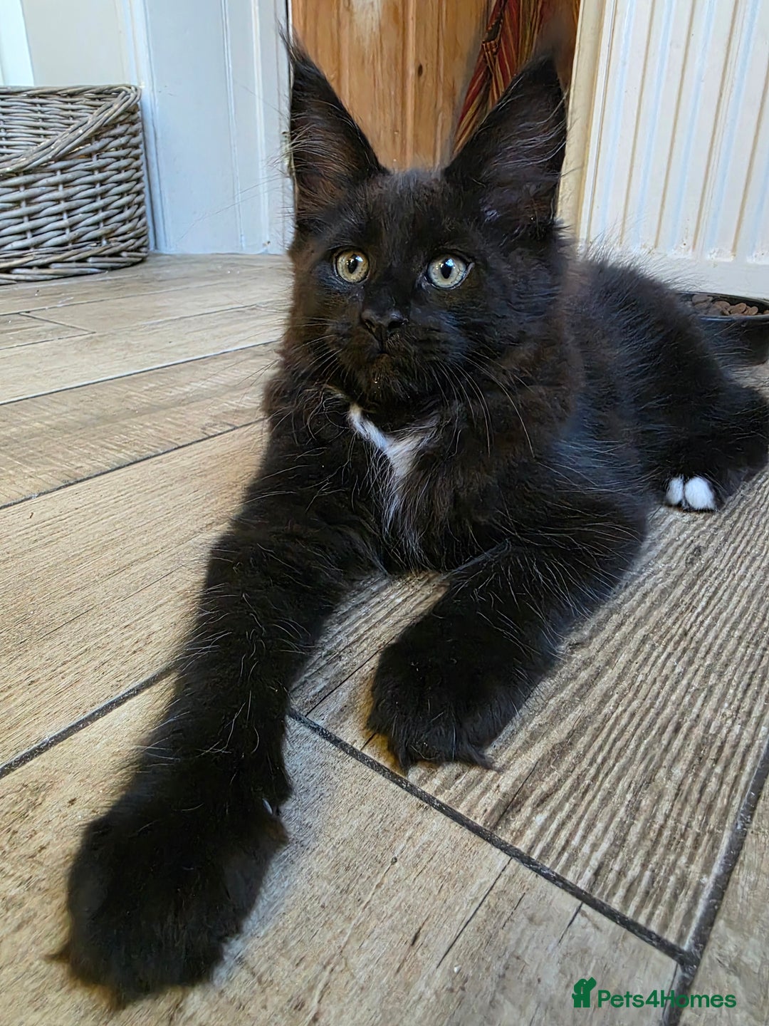 Maine Coon cats for sale: 2 Girls & 1 Boy Left ❤️ GCCF Maine Coon kittens  - Image 4
