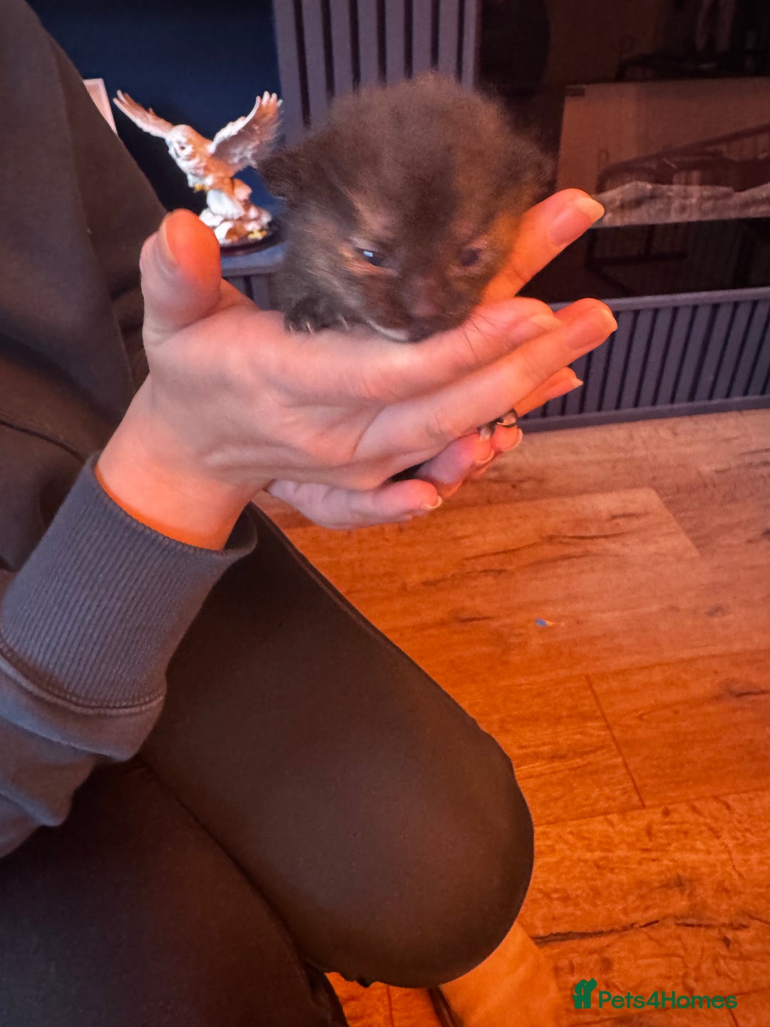 Mixed Breed cats for sale: Kittens for sale - Image 3