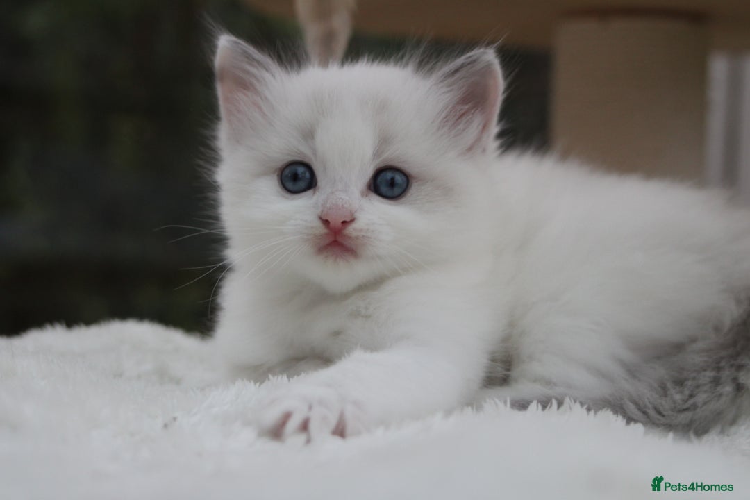 Ragdoll cats for sale: Blue Lynx Bicolour Ragdoll TICA Registered  - Advert 7