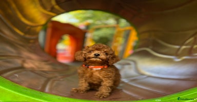 Toy Poodle dogs - Advert 2
