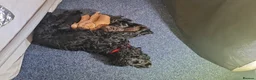 Cockapoo dogs for sale: Cockapoo puppies in Helensburgh - Advert 2