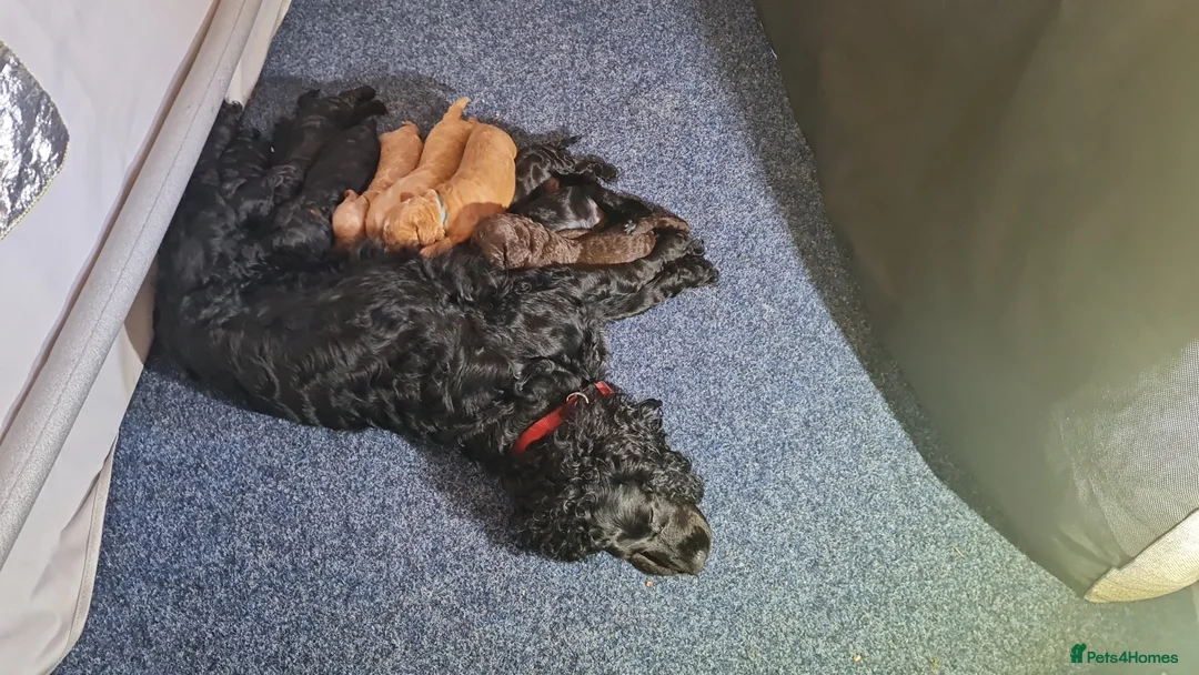 Cockapoo dogs for sale: Cockapoo puppies in Helensburgh - Advert 2