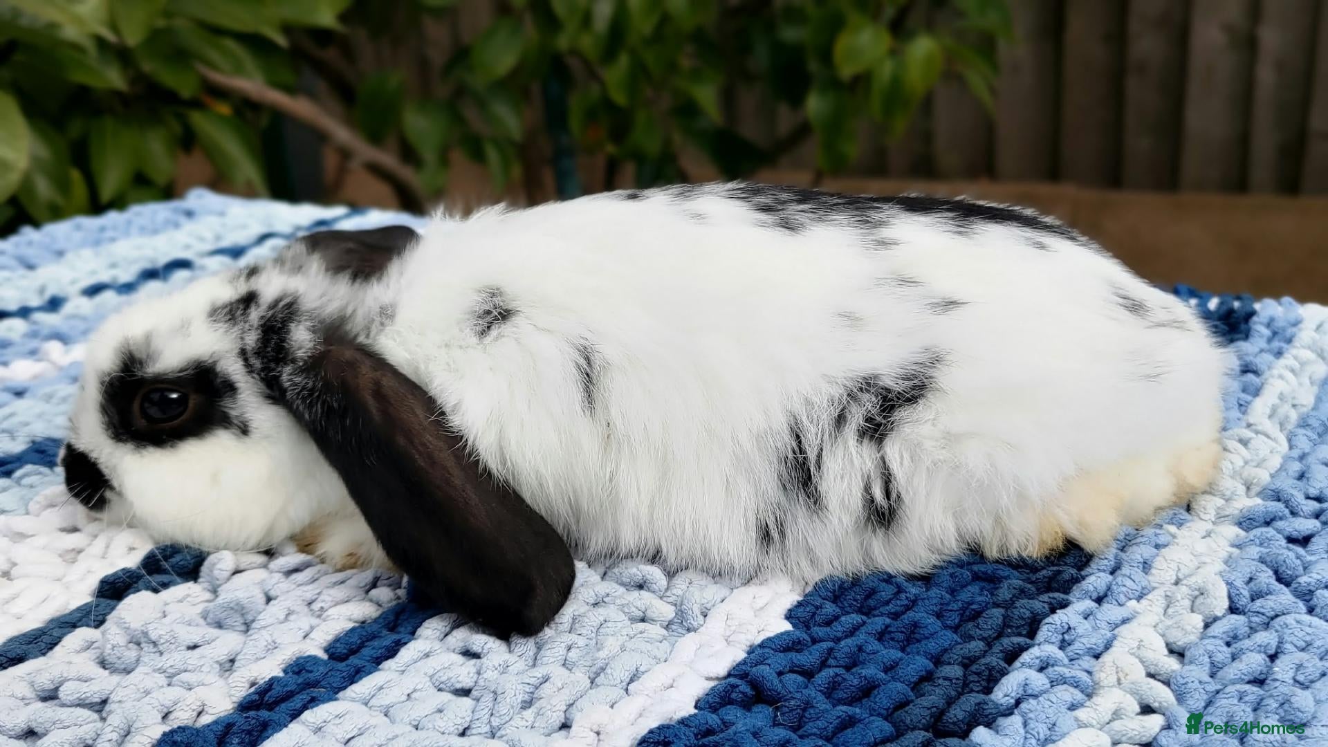 Mini Lop rabbits Cute French x Mini Lop Ready to Go! Must Read Pls! - Advert 2