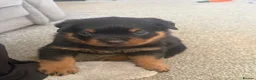 Rottweiler dogs for sale: Rottweiler pups  - Advert 23