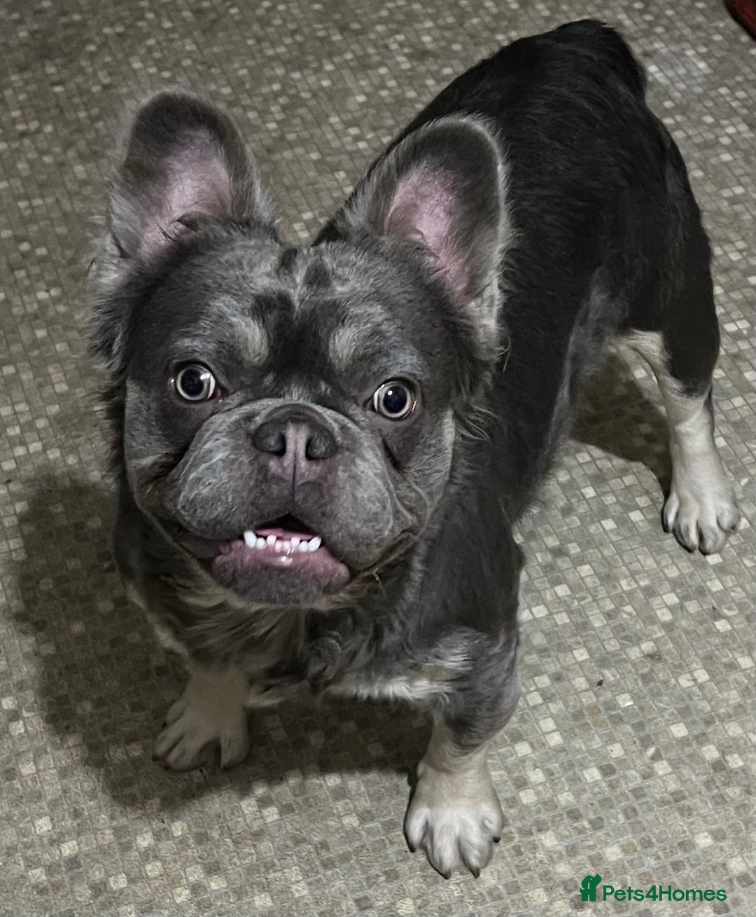 French Bulldog dogs for sale: French bulldogs female platinum lilac and tan - Advert 5