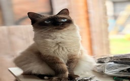 Mixed Breed cats for sale: 4 beautyful ragdoll cross kittens - Image 3