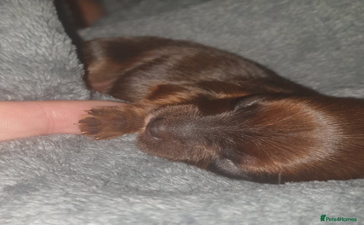 Mixed Breed dogs Chorkie pups - Advert 1