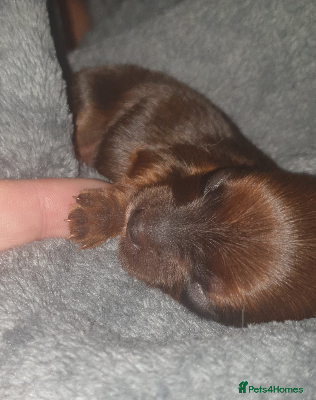 Mixed Breed dogs for sale: Chorkie pups - Advert 1