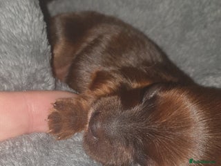 Mixed Breed dogs Chorkie pups - Advert 1