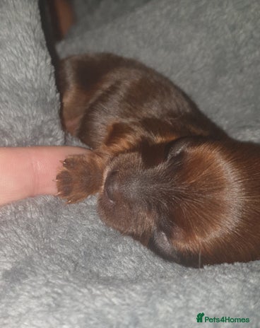 Mixed Breed dogs Chorkie pups - Advert 1