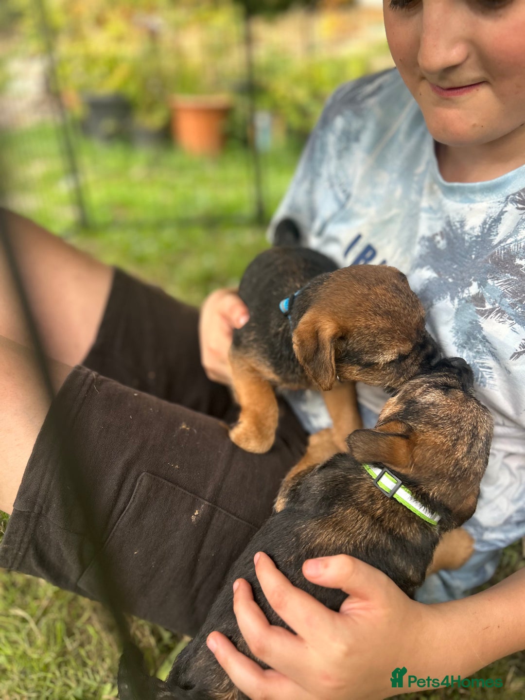 Border Terrier dogs for sale: Border Terrier Pups - Image 5