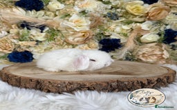 Mini Lop rabbits for sale: 💛 Purebred Mini Lops 💛 UPDATED 19TH JULY 💛 xxx - Image 7