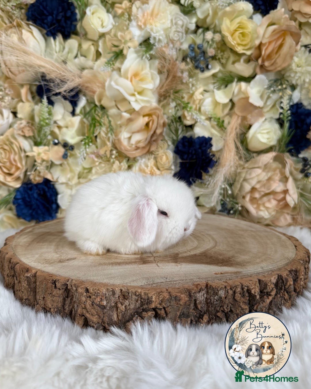 Mini Lop rabbits for sale: 💛 Purebred Mini Lops 💛 UPDATED 19TH JULY 💛 xxx - Image 7