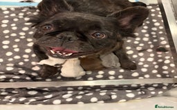 French Bulldog dogs for sale: KC fluffy French bulldog puppies - Image 3