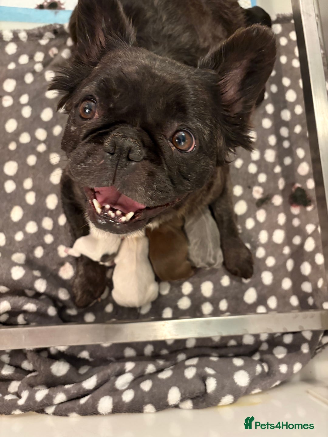 French Bulldog dogs for sale: KC fluffy French bulldog puppies - Image 3