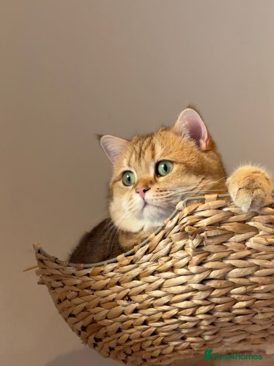 British Shorthair cats for sale: Sweetest 2 British shorthair boys seekingto rehome - Advert 4