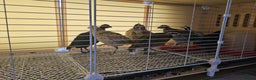 Mixed Breed birds for sale: Quails for Sale. 8 birds - Advert 4
