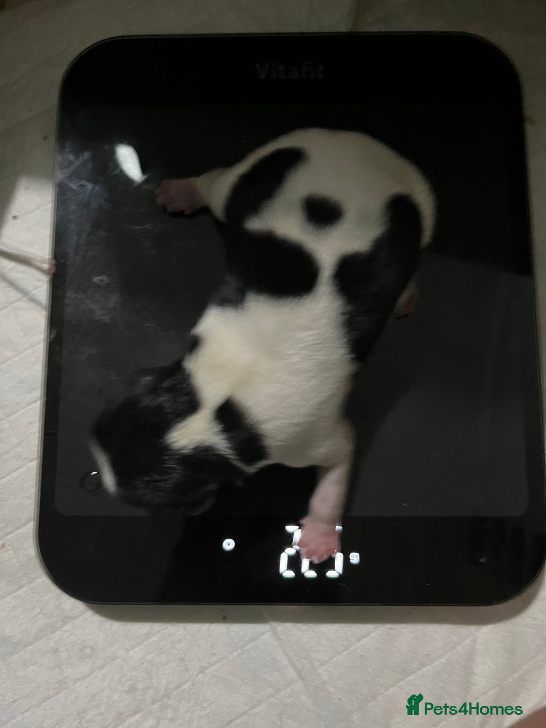 Shih Tzu dogs for sale: Shih Tzu Puppies (standard) - Image 8