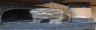 British Shorthair 1