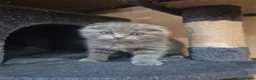 British Shorthair cats for sale: Kittens ready now girl boy Scottish  in Nottingham - Advert 24
