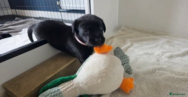 Labrador Retriever dogs - Advert 15