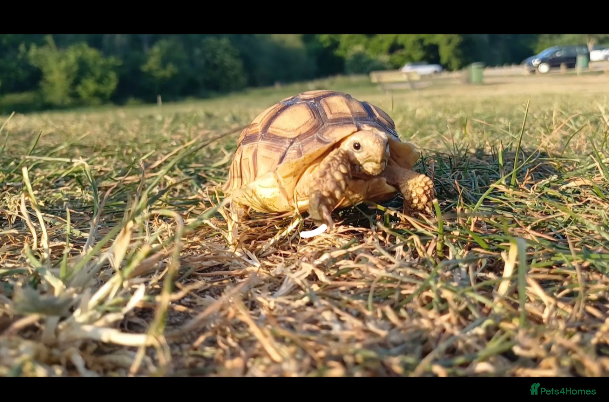 Tortoise reptiles Male tortoise - Advert 15