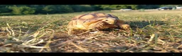 Tortoise reptiles for sale: Male tortoise - Advert 1
