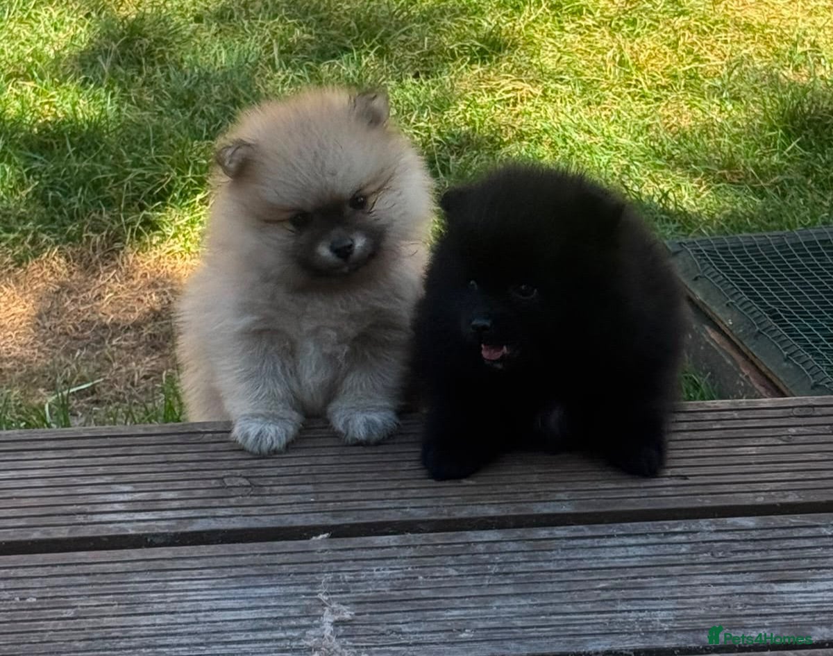 Pomeranian dogs Purebred Pomeranian puppies  - Advert 1