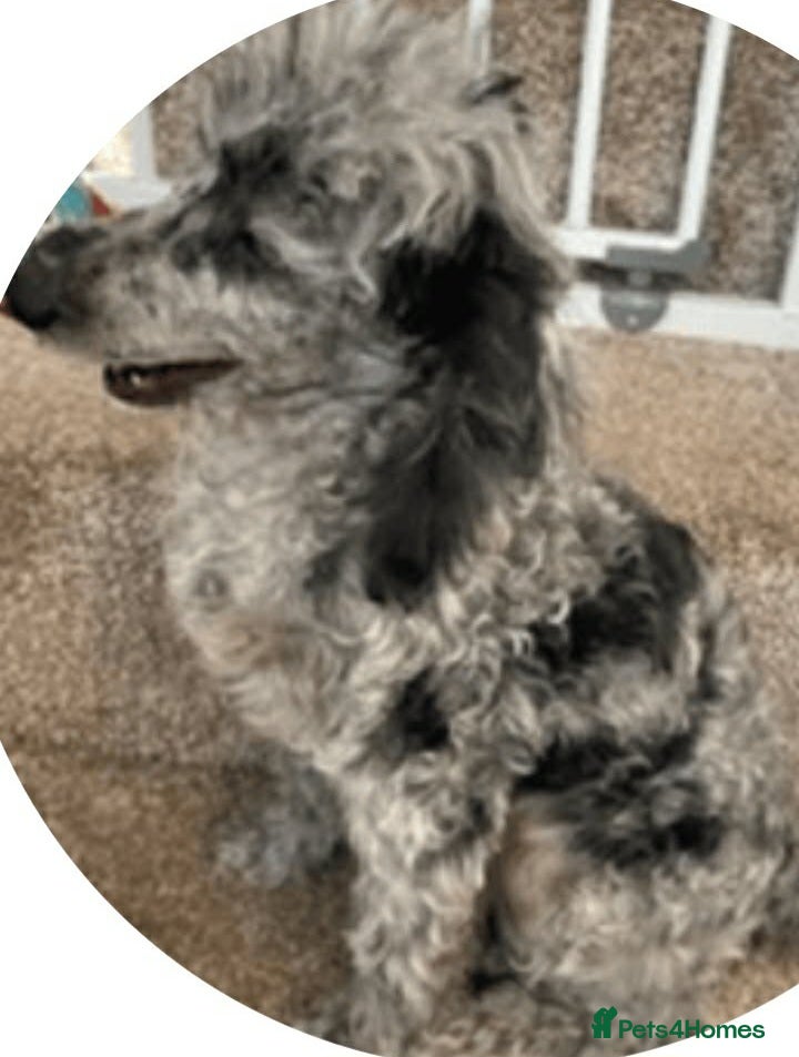 Cockapoo dogs F1 cockapoo - Advert 14