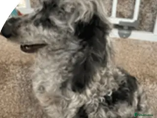 Cockapoo dogs F1 cockapoo - Advert 14