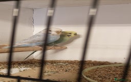 Budgerigars birds for sale: Budgies  - Image 7