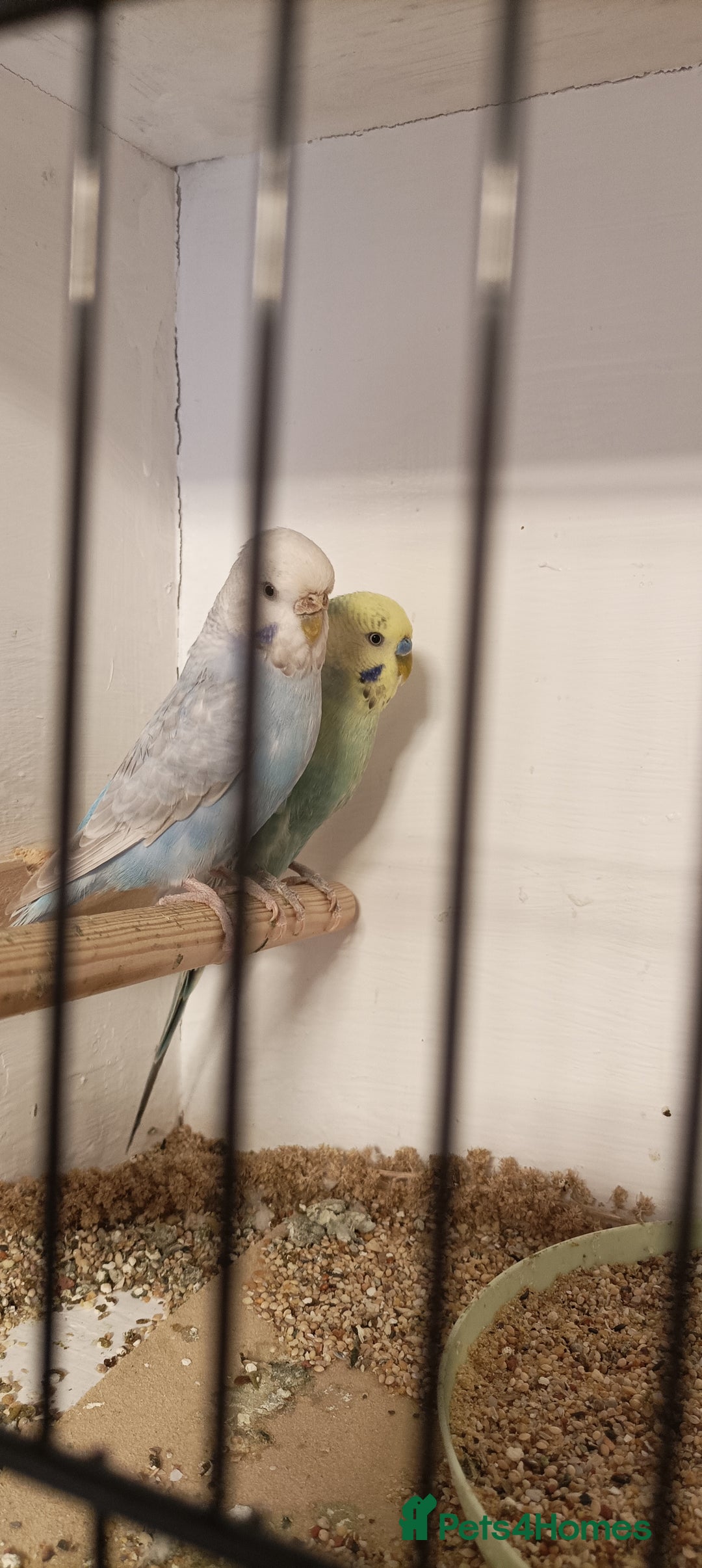 Budgerigars birds for sale: Budgies  - Image 7