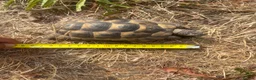 Tortoise reptiles for sale: Spur tight tortoise - Advert 5