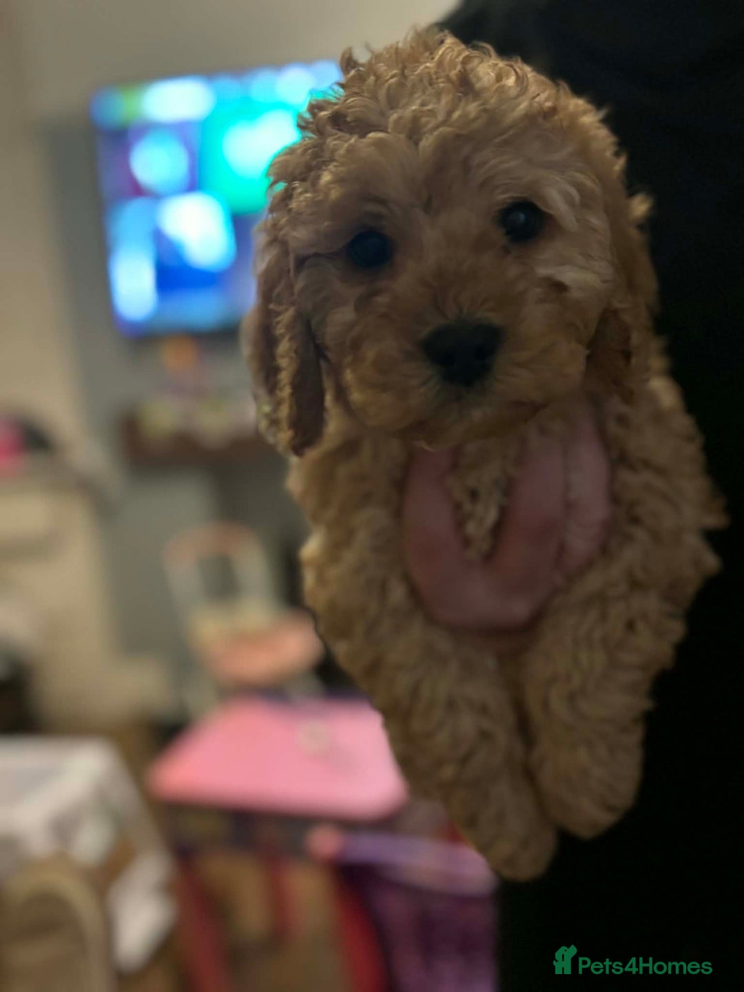 Cockapoo dogs for sale: ***BEAUTIFUL F1B COCKAPOOS*** - Advert 20