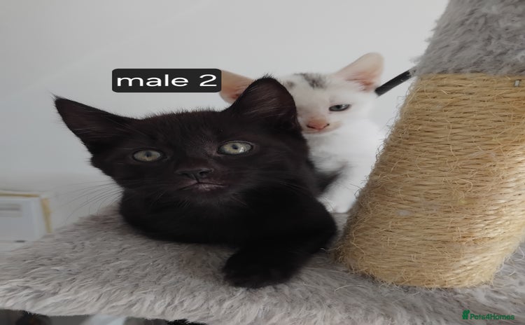 Mixed Breed cats - Advert 9