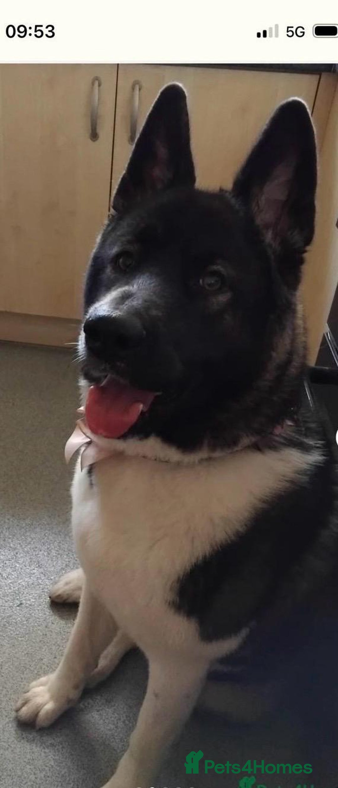 Akita dogs for sale: Akita  - Image 2
