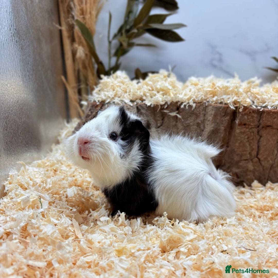 Guinea Pig rodents for sale: Multiple Guinea Pigs Available 💫💕🐹 - Advert 2