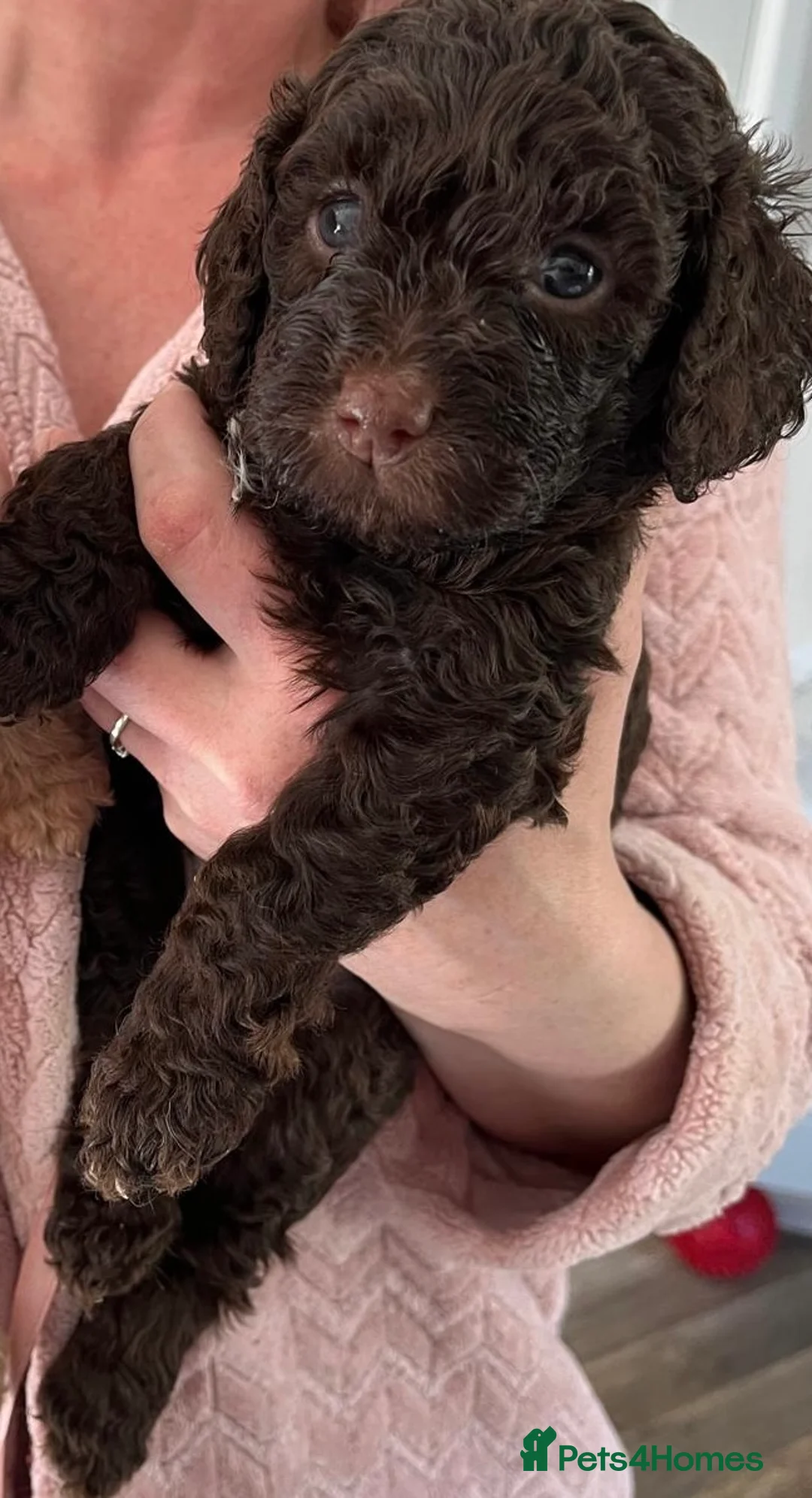 Cockapoo dogs for sale: Beautiful merle Cockapoo puppies  - Advert 2