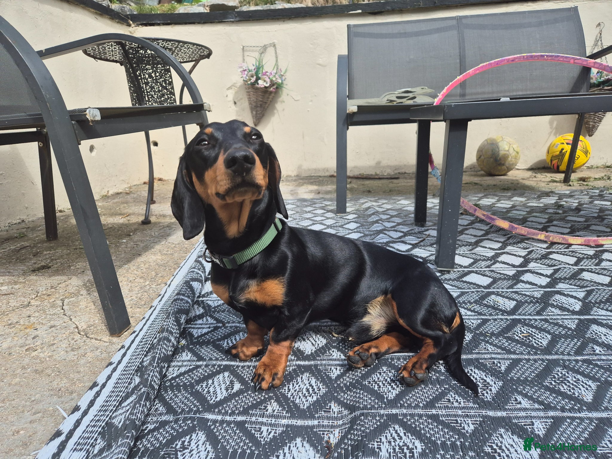 Miniature Dachshund dogs for stud: Miniature Dachshund black and Tan - Advert 7