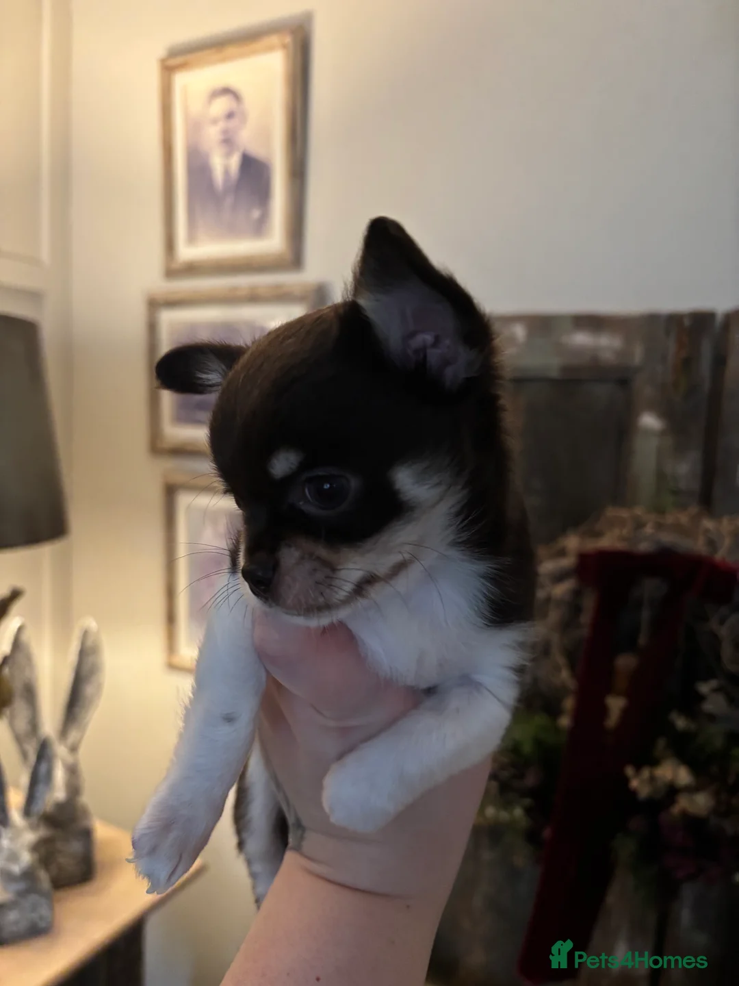 Chihuahua dogs for sale: Chocolate chihuahua boys ready now  - Advert 11