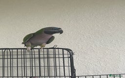 Parrots birds for sale: Lord Derby Parrot - Image 4