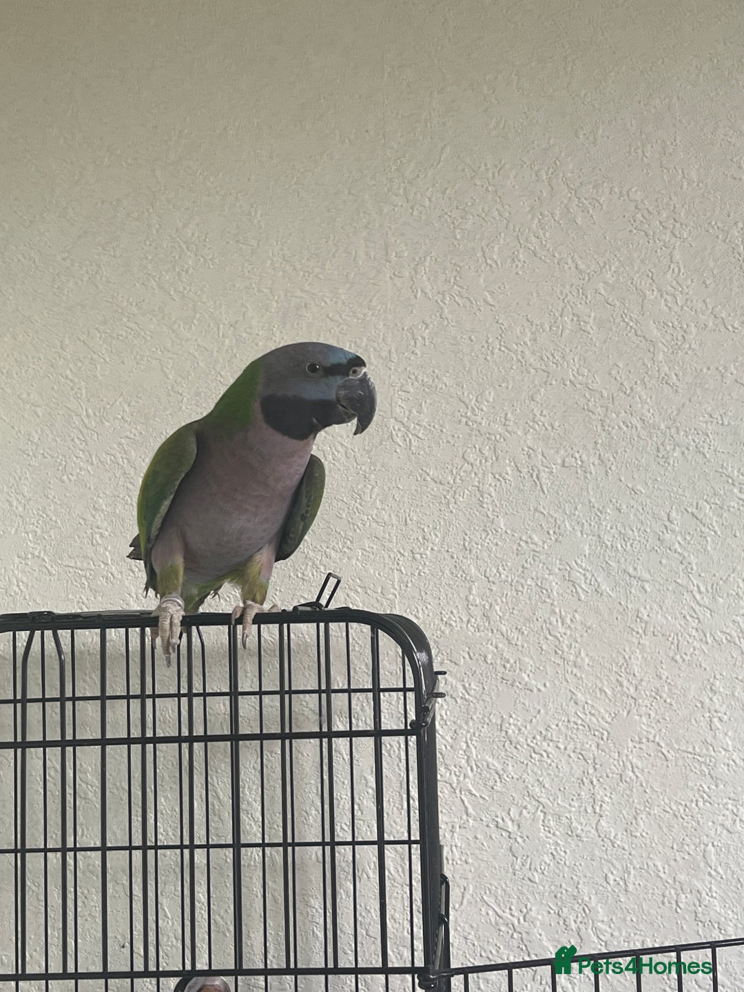 Parrots birds for sale: Lord Derby Parrot - Image 4