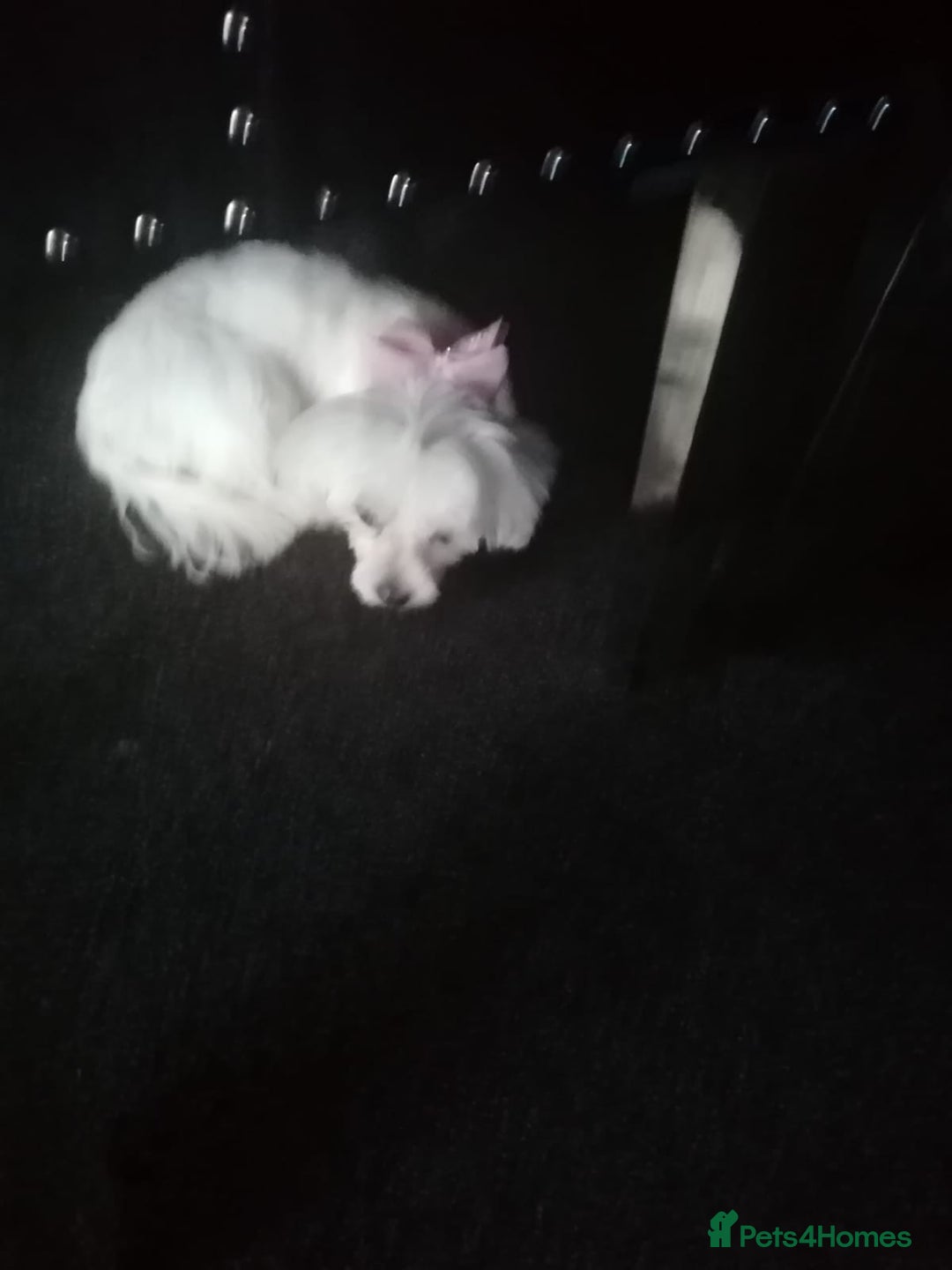 Maltese dogs for sale: Loving Girl looking for Her forever home - Advert 2