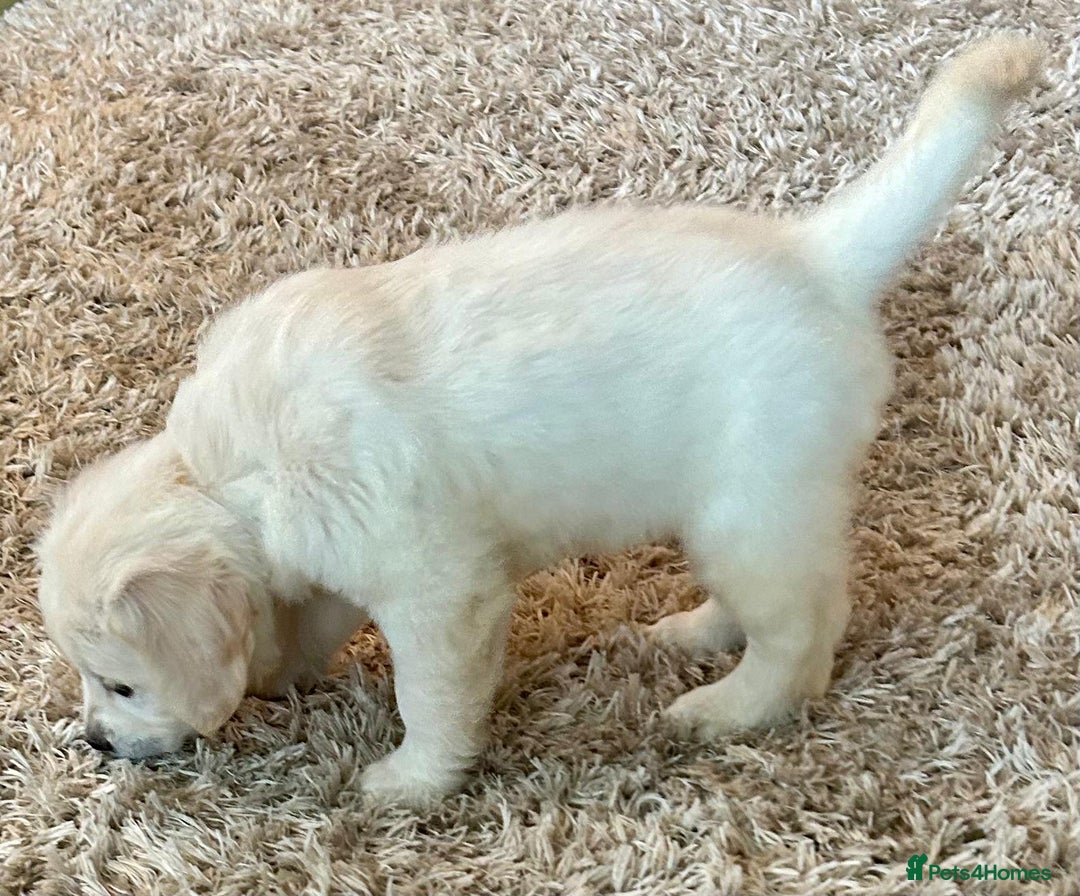 Golden Retriever dogs for sale: Chunky, cream pups - Advert 12