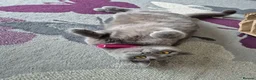 British Shorthair cats for sale: British shorthair kittens  - Advert 8