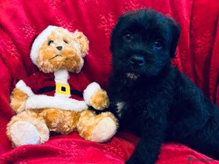 Mixed Breed dogs 💚❤️ READY TO LEAVE NOW ❤️💚 - Advert 1