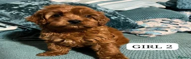 Cavapoo 5