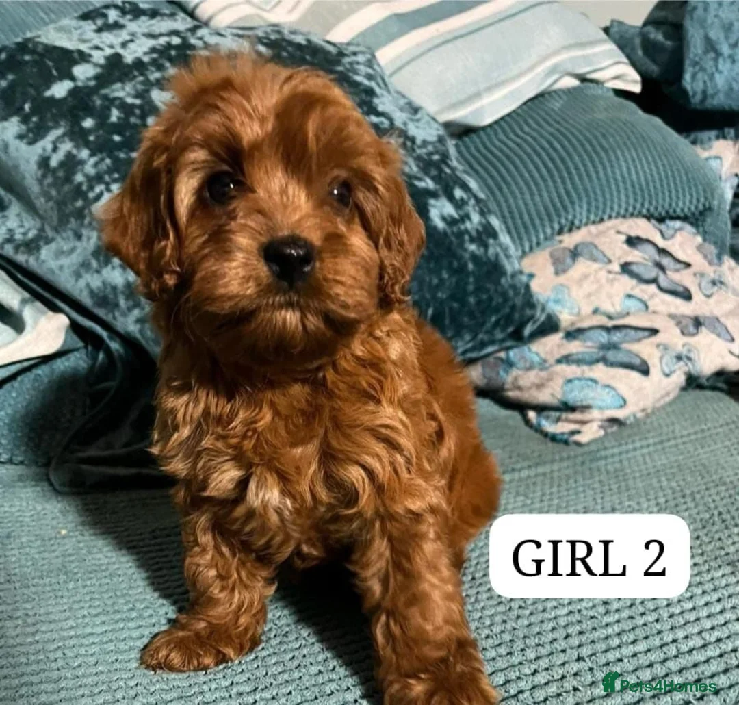 Cavapoo dogs for sale: F1 cavapoo puppies - Advert 3