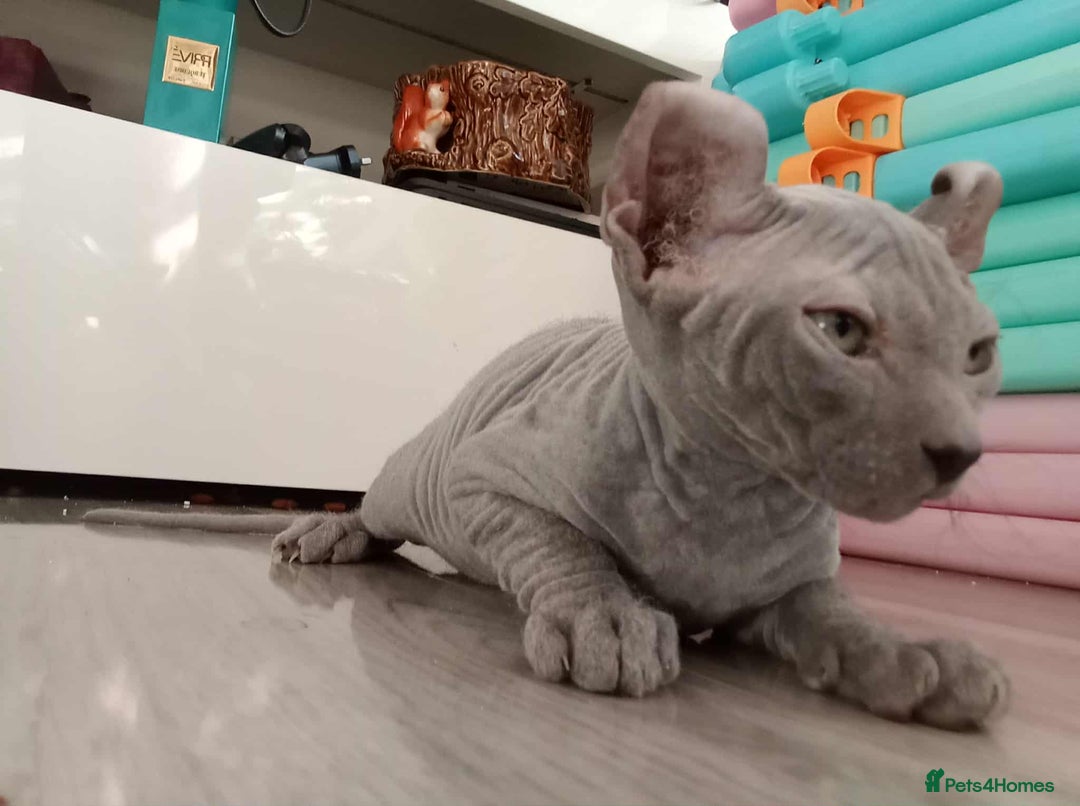 Sphynx cats for sale: Shynx Elf & Peterball kittens - Image 7